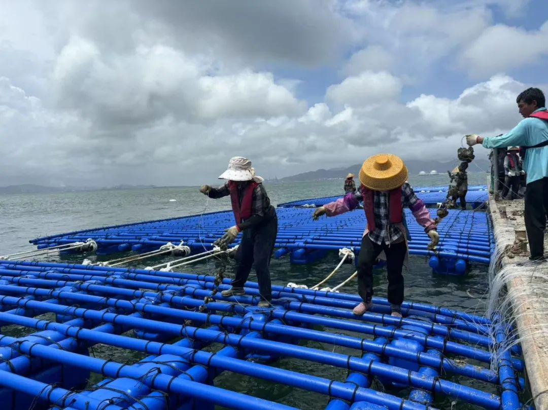 乐鱼页面在线登录资讯 | 乐鱼页面在线登录抗风浪蚝排成功抵御台风“韦帕”！